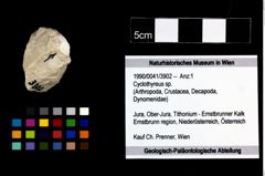 Foto (Objekt + Etikett) von Cyclothyreus sp.  (NHMW-GEO-1990-0041-3902)